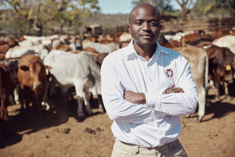 Du bétail paissant dans une ferme sud-africaine au lever du soleil